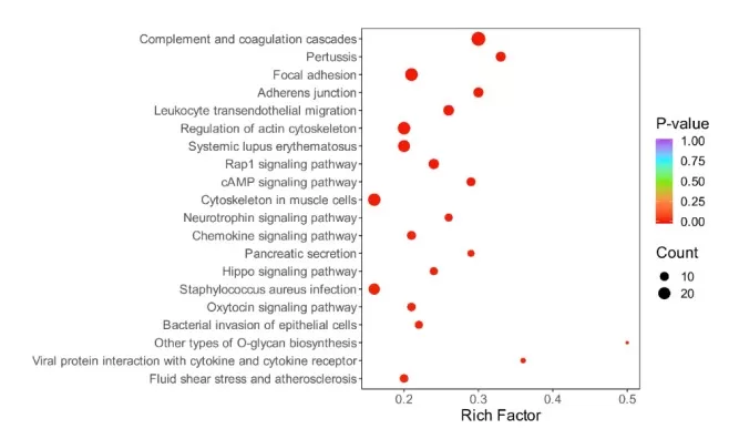 KEGG Pathway Enrichment Analysis of Differential Proteins